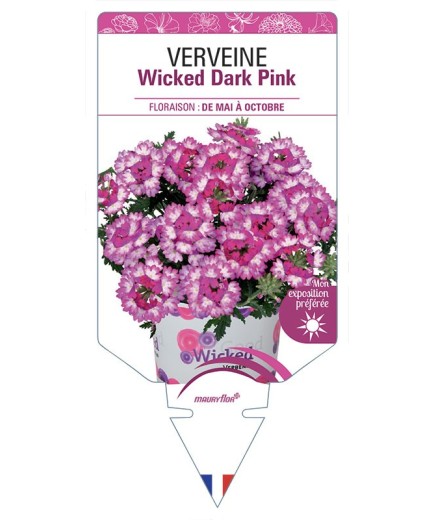 VERVEINE Wicked Dark Pink