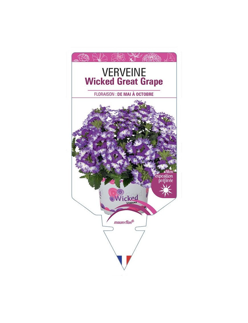 VERVEINE Wicked Great Grape
