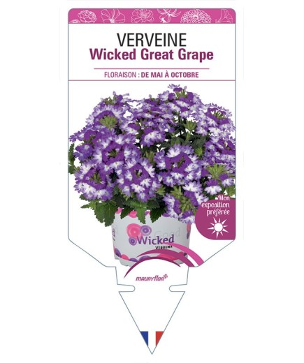 VERVEINE Wicked Great Grape
