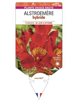 ALSTROEMERIA hybride (rouge)