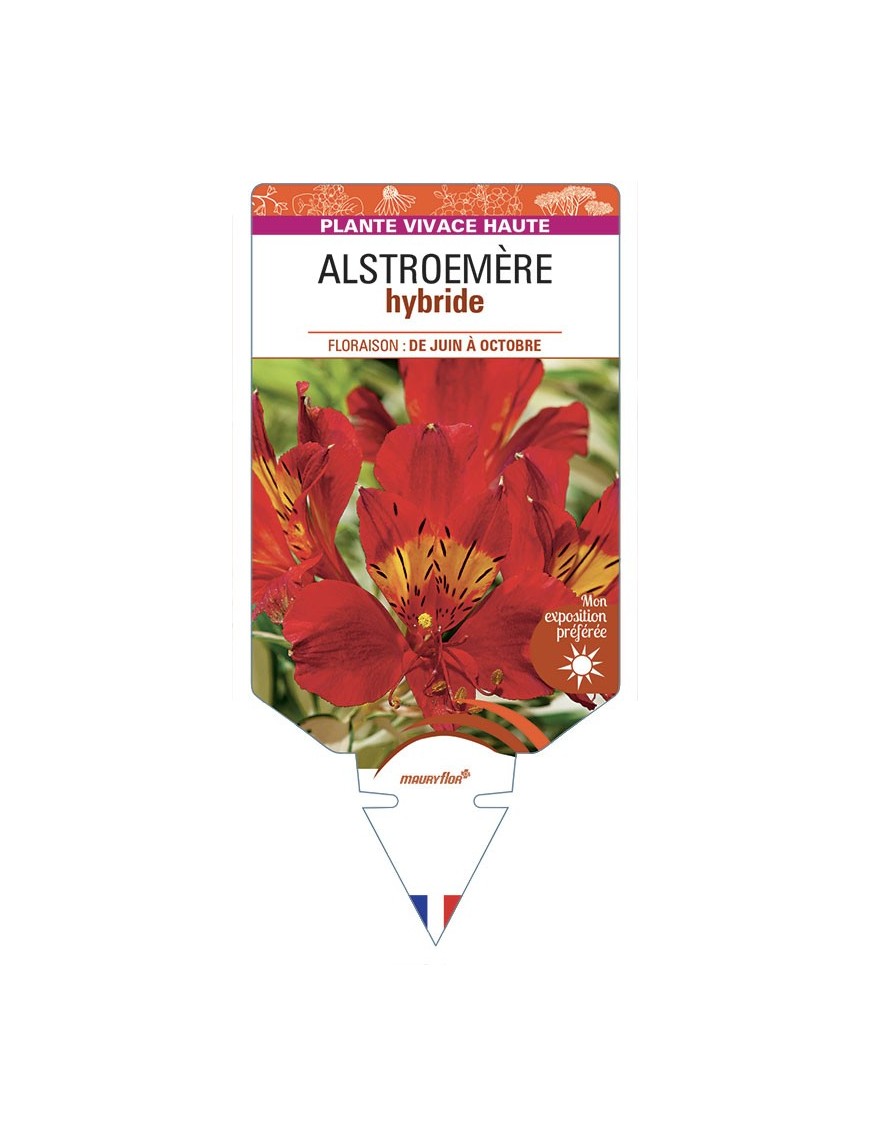 ALSTROEMERIA hybride (rouge)