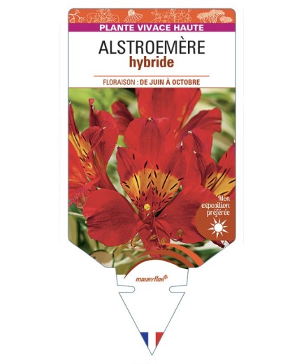 ALSTROEMERIA hybride (rouge)