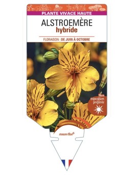 ALSTROEMERIA hybride (jaune)