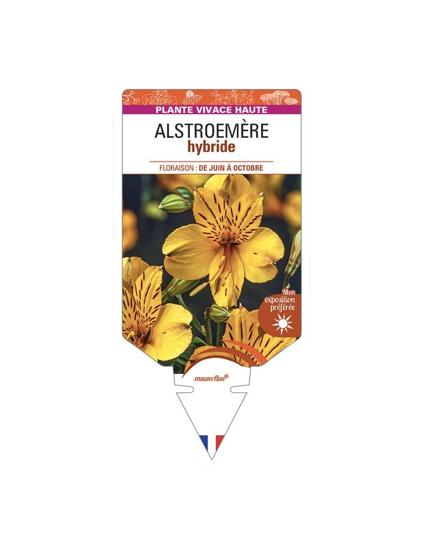 ALSTROEMERIA hybride (jaune)
