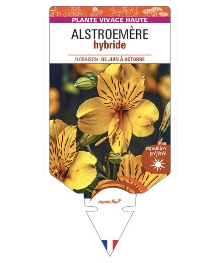 ALSTROEMERIA hybride (jaune)