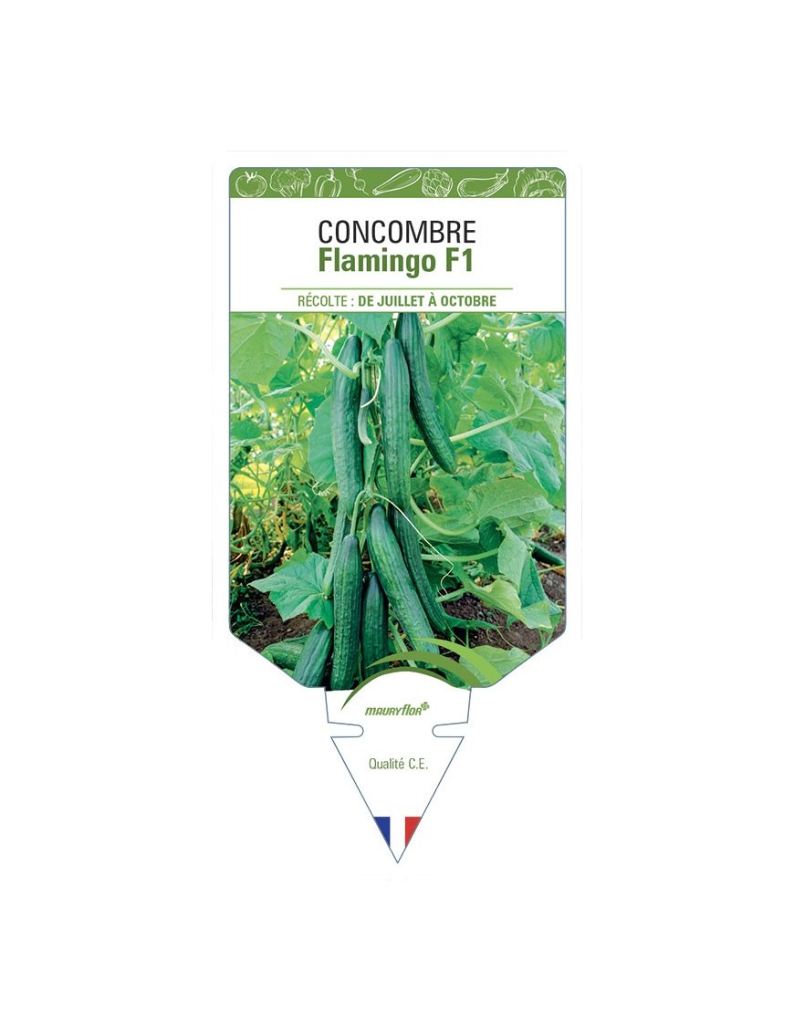 CONCOMBRE FLAMINGO F1