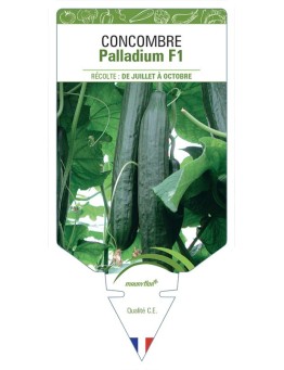 CONCOMBRE PALLADIUM F1