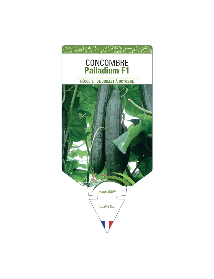 CONCOMBRE PALLADIUM F1
