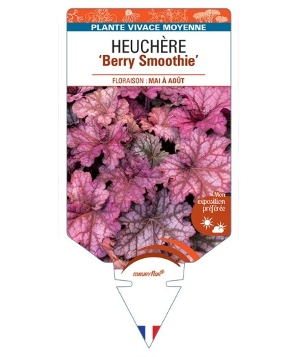 HEUCHERA Berry Smoothie