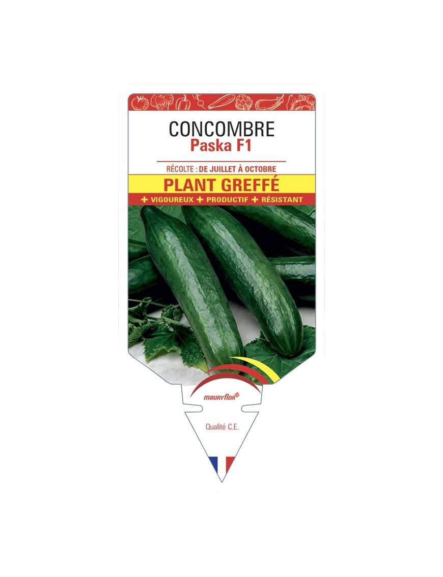 CONCOMBRE PASKA F1 PLANT GREFFÉ