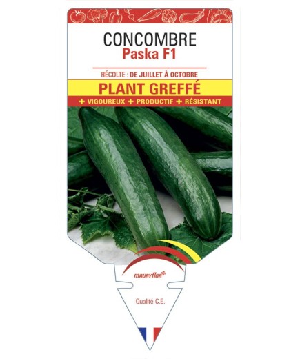 CONCOMBRE PASKA F1 PLANT GREFFÉ