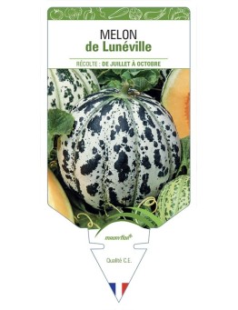 MELON DE LUNÉVILLE