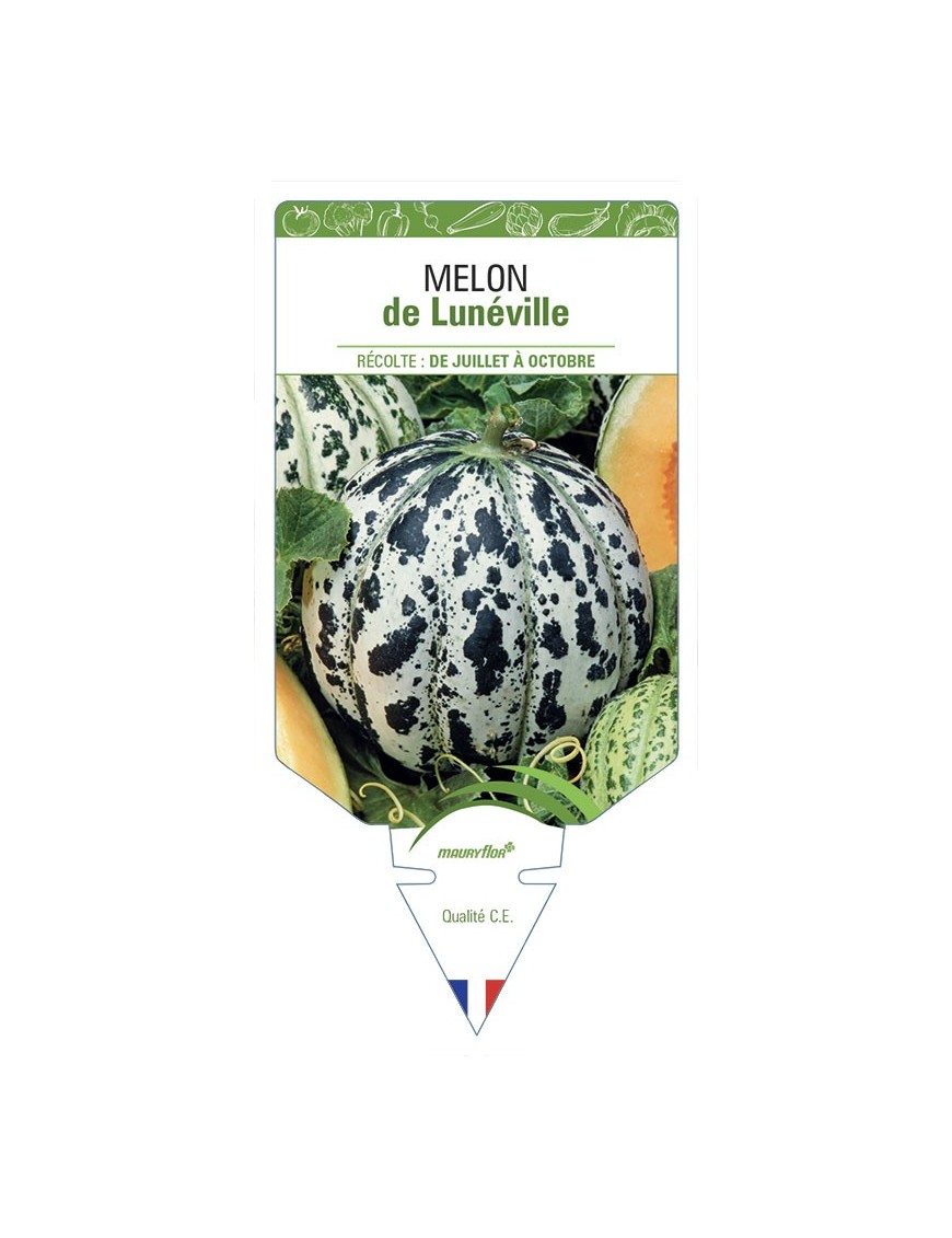 MELON DE LUNÉVILLE
