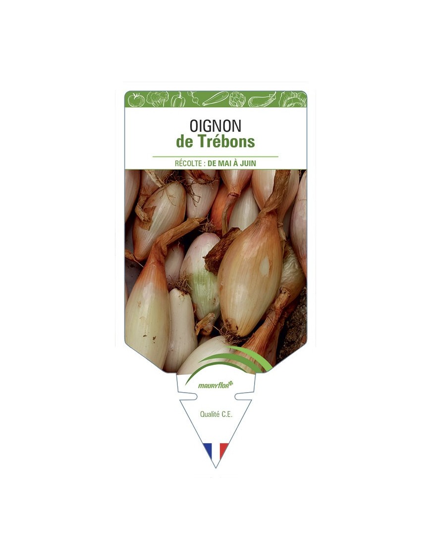 OIGNON DE TRÉBONS