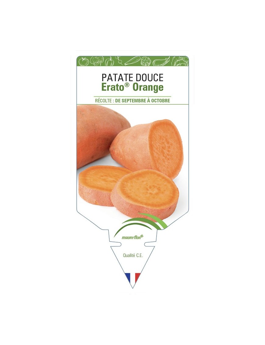 PATATE DOUCE ERATO® ORANGE