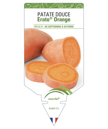 PATATE DOUCE ERATO® ORANGE