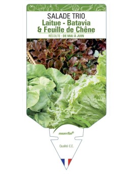 SALADE TRIO (LAITUE - BATAVIA & FEUILLE DE CHÊNE)