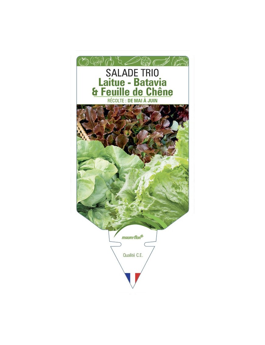 SALADE TRIO (LAITUE - BATAVIA & FEUILLE DE CHÊNE)