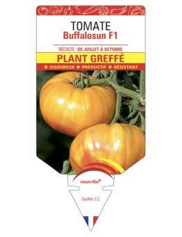 TOMATE BUFFALOSUNF1 PLANT GREFFÉ