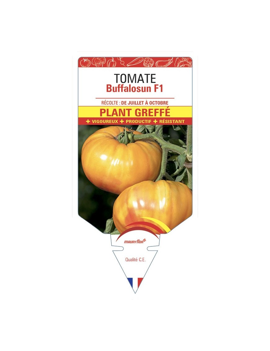 TOMATE BUFFALOSUNF1 PLANT GREFFÉ