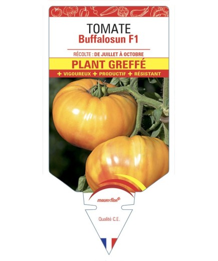 TOMATE BUFFALOSUNF1 PLANT GREFFÉ