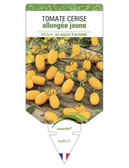 TOMATE CERISE ALLONGÉE JAUNE