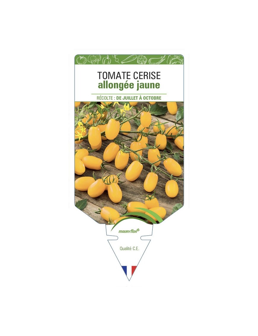 TOMATE CERISE ALLONGÉE JAUNE