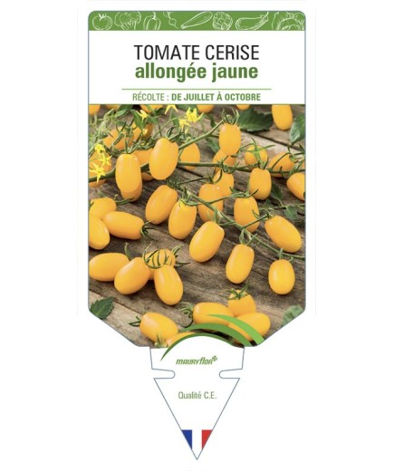 TOMATE CERISE ALLONGÉE JAUNE