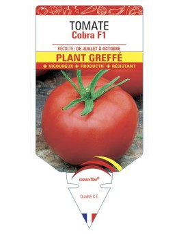 TOMATE COBRA F1 PLANT GREFFÉ