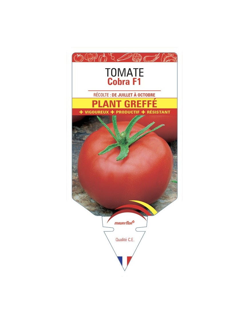 TOMATE COBRA F1 PLANT GREFFÉ