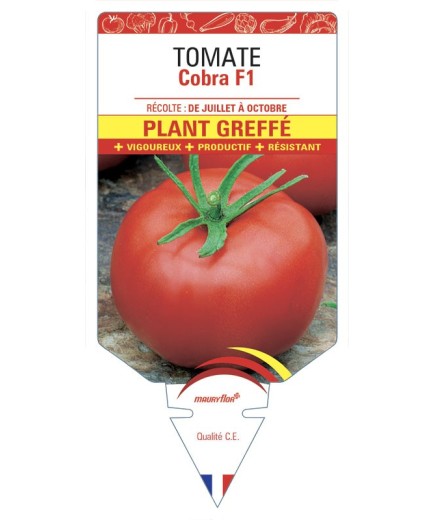 TOMATE COBRA F1 PLANT GREFFÉ