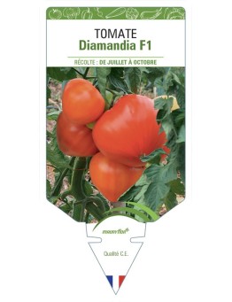 TOMTE DIAMANDIA F1