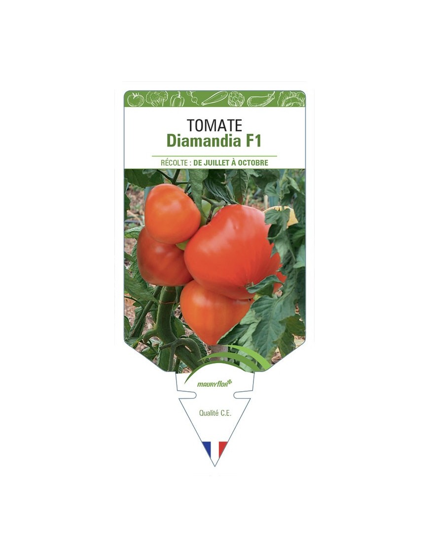 TOMTE DIAMANDIA F1