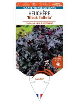 HEUCHERA Black Taffeta