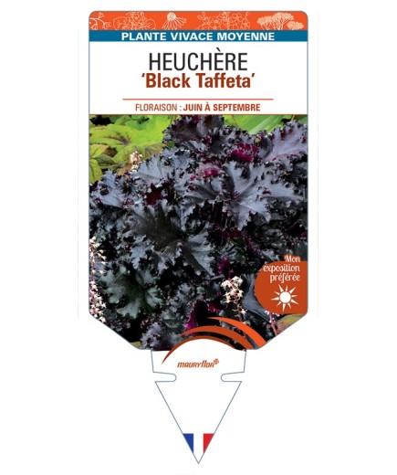 HEUCHERA Black Taffeta