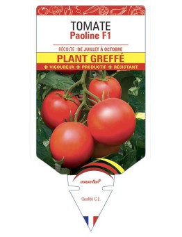 TOMATE PAOLINE F1 PLANT GREFFÉ