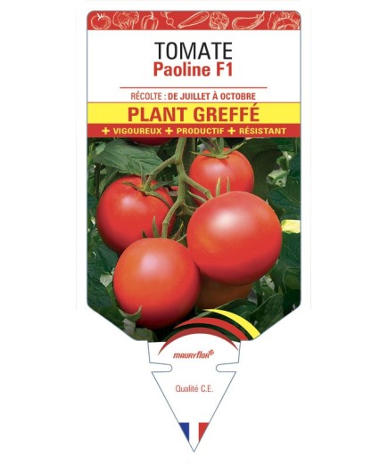 TOMATE PAOLINE F1 PLANT GREFFÉ