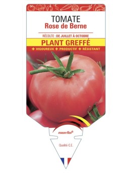 TOMATE ROSE DE BERNE PLANT GREFFÉ
