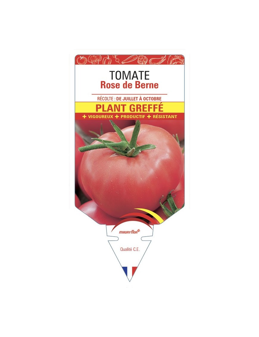 TOMATE ROSE DE BERNE PLANT GREFFÉ