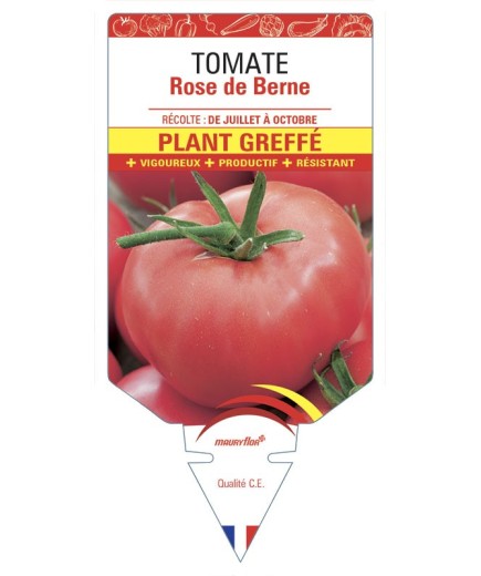 TOMATE ROSE DE BERNE PLANT GREFFÉ