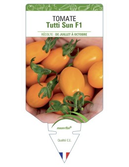 TOMATE TUTTI SUN F1