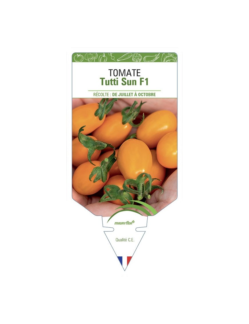 TOMATE TUTTI SUN F1