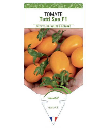 TOMATE TUTTI SUN F1