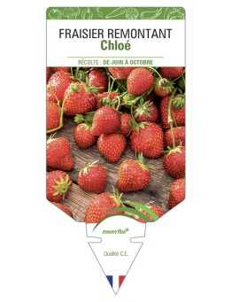 FRAISIER CHLOÉ (REMONTANT)