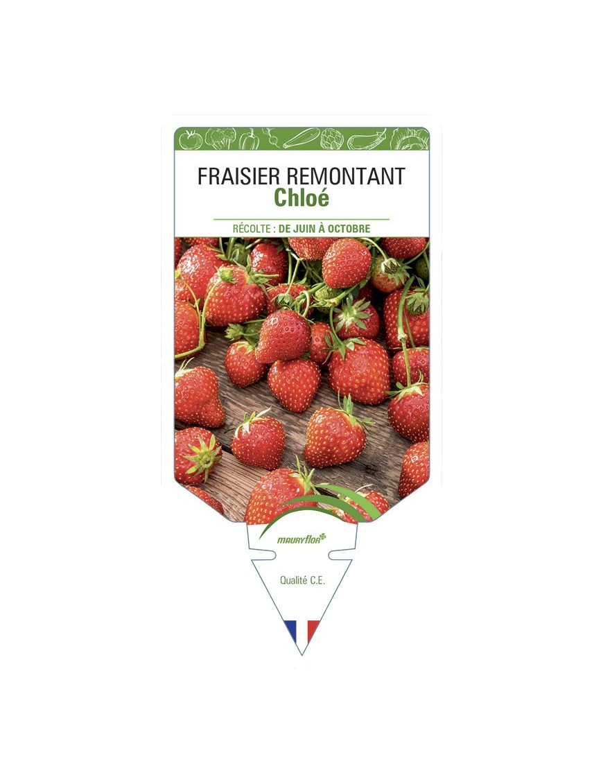 FRAISIER CHLOÉ (REMONTANT)