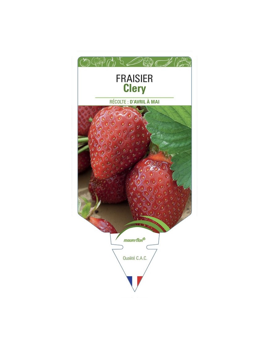 FRAISIER CLERY