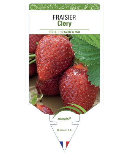 FRAISIER CLERY