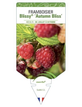 FRAMBOISIER Blissy® ‘Autumn Bliss’