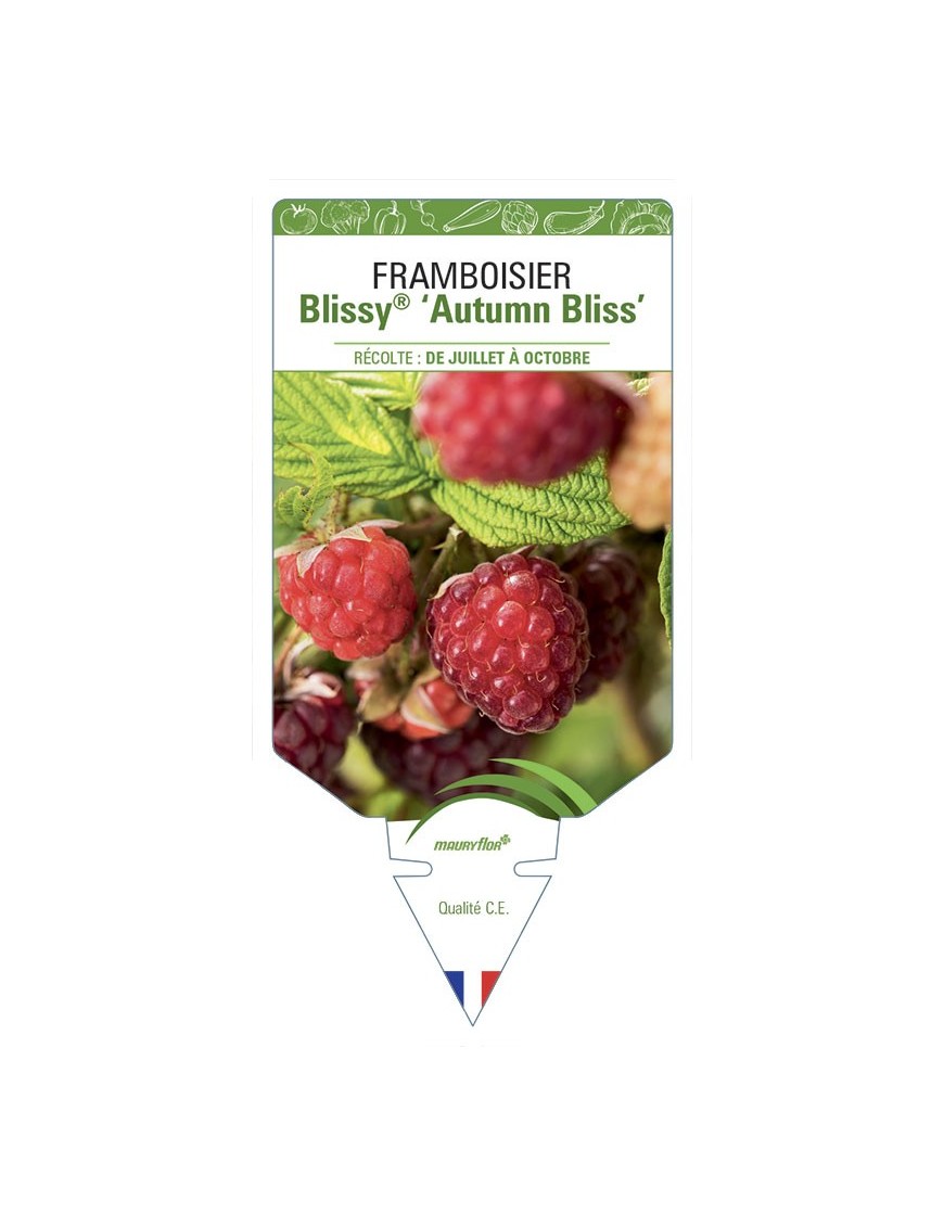 FRAMBOISIER Blissy® ‘Autumn Bliss’