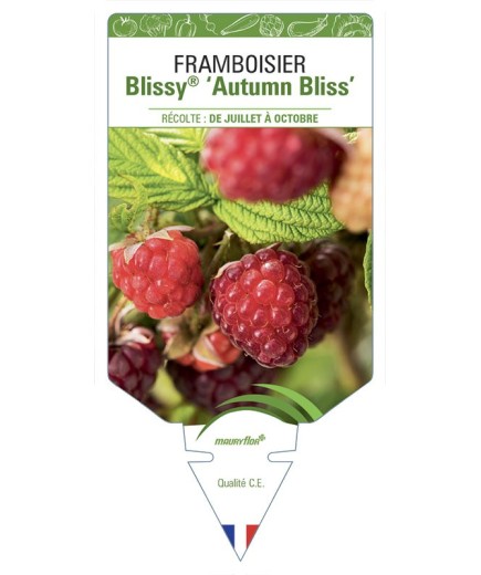 FRAMBOISIER Blissy® ‘Autumn Bliss’